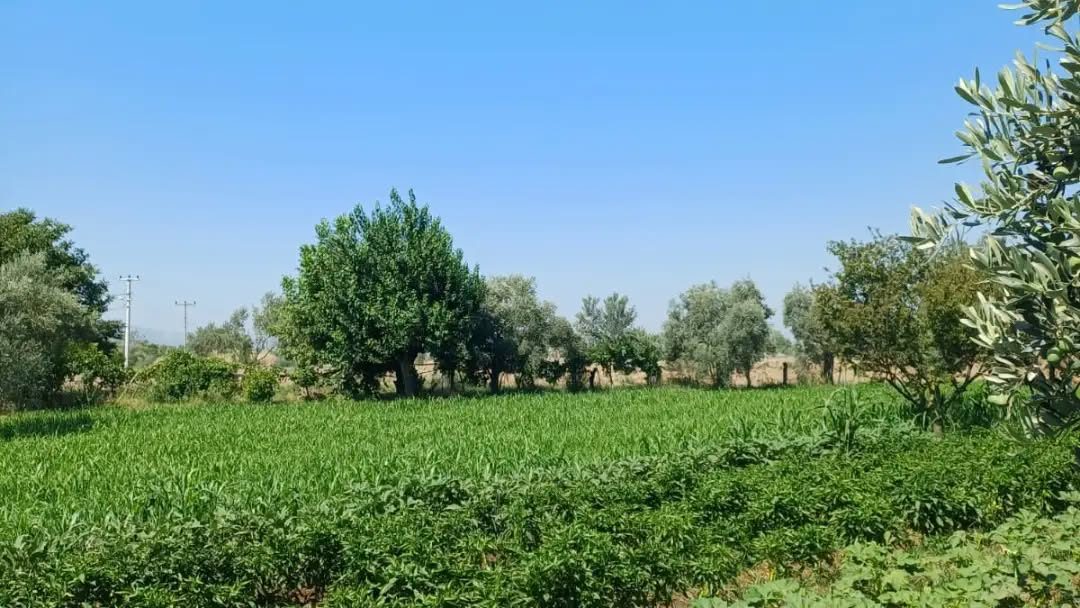 Sorgum-Sudan Otu Melezi Üretimi Aydın’da Yaygınlaşıyor