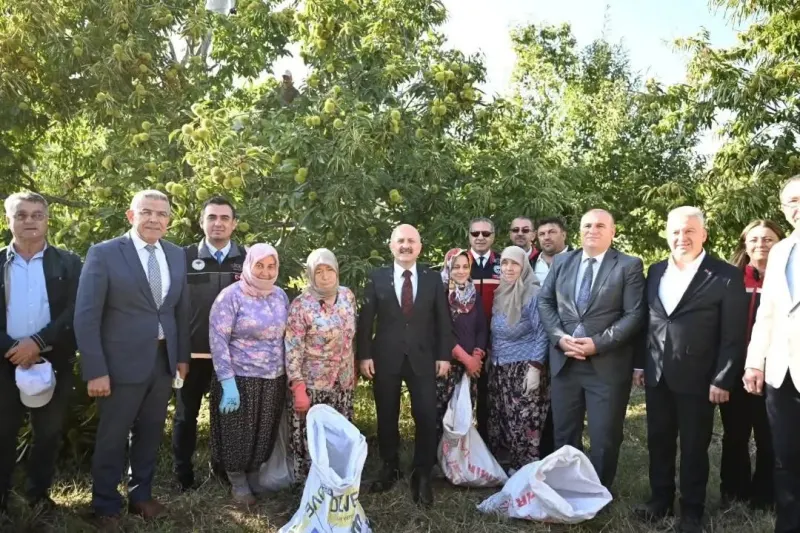 Aydın Kestanesinde Hasat Heyecanı Devam Ediyor